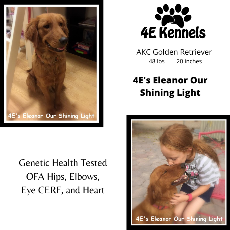 Goldendoodle Breeder & Labradoodle Companion Dogs for Sale near Las